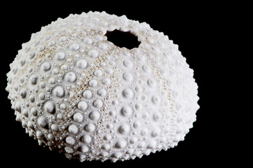 Sea Urchin shell against black background, isolated