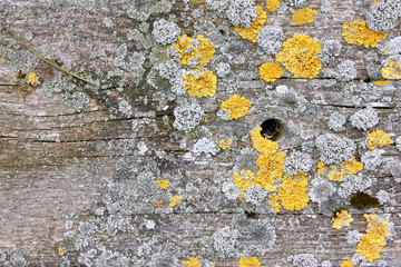 wood background with lichen