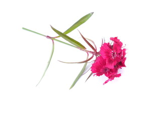 pink Turkish carnation flowers on a white background