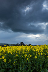 Canola Fields Under Stormy Sky