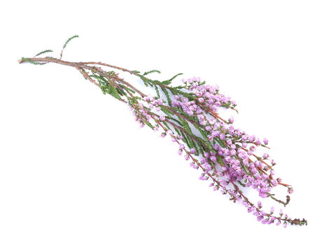 pink heather flowers on a white background