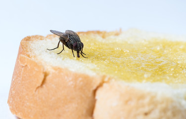 The usual black insect fly sits and eats food: watermelon, bread, honey, pie