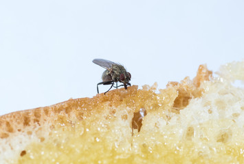 The usual black insect fly sits and eats food: watermelon, bread, honey, pie