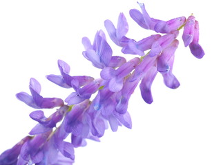 Naklejka premium blue mouse pea flowers on a white background