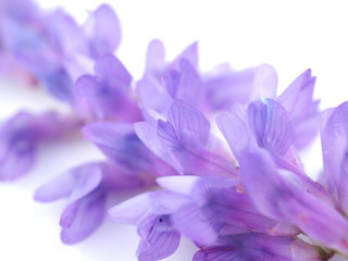 blue mouse pea flowers on a white background