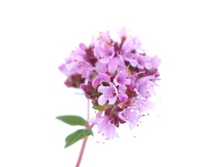 pink oregano flower on a white background