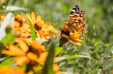 an orange butterfly and a bee on an orange flower collect pollen