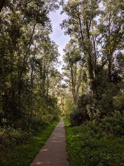 Path through the forest around Kalenberg