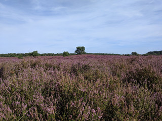 Flowering heather at the Zwarte Dennen nature reserve