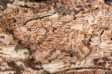 Spuren vom Borkenkäfer 2