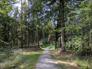 Forest at the Zwarte Dennen nature reserve