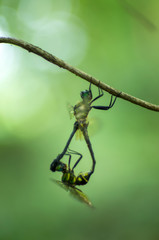 ハネビロエゾトンボ　交尾