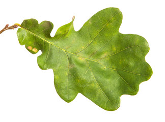 oak leaf on an isolated white background, close-up.