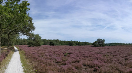 Naklejka na ściany i meble Path through the flowering heather at the Zwarte Dennen nature reserve