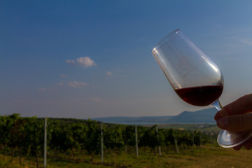 Glass of red wine in the vineyard in Znojmo, Czech Republic