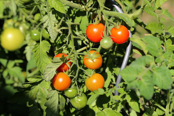 Ripe red tomatoes hang on the branches of a tomato bush