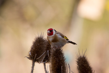 Goldfinch, Stieglitz (Carduelis carduelis), Distelfink on a thistle