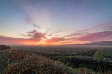Sunrise illuminated by fog creates a soft and beautiful atmosphere over lush farmlands in Pine Island, NY, in late summer