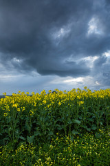 Fototapeta na wymiar Canola Fields Under Stormy Sky