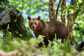Naklejka na ściany i meble Wild brown bear (Ursus arctos) close up