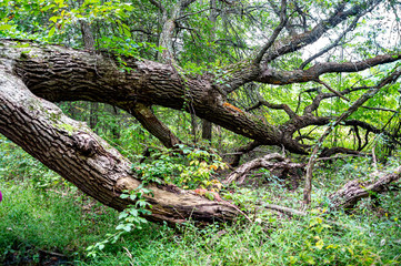 fallen tree after the storm