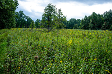 woodland in the early fall