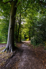 Dirt path in park through the trees in UK