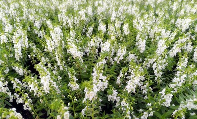 Obraz premium flowers in the garden