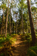 Dirt path in park through the trees