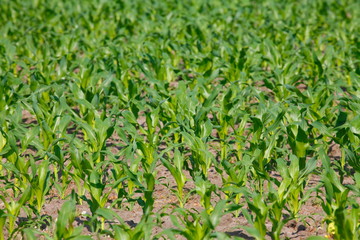 Acker mit Grünen Keimlingen, Niedersachsen, Deutschland
