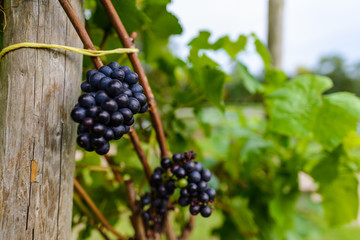 Grapes in Vineyard at Painshill Park Cobham