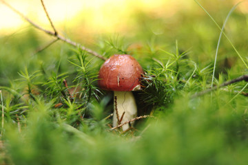 Diminutive and young Imleria badia hidden in green moss between needles. Wonderful brown cap. Mushroom season is here. Mushroomer found wonderful mushroom