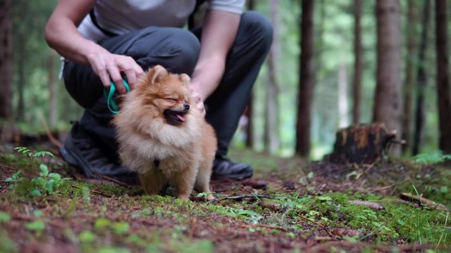 Man Putting A Pomeranian Tiny Small Nano Dog On A Leash In The Forest And Walking Away On A Summer Day 2019 4K