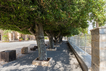 A tree-lined alley on the territory of the catholic Christian Transfiguration Church located on Mount Tavor near Nazareth in Israel