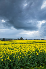 Obraz premium Canola Fields Under Stormy Sky