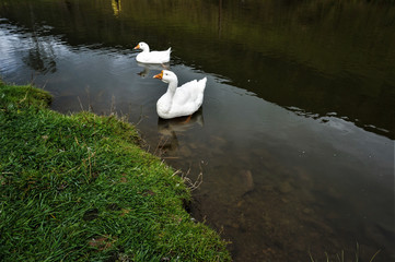 swan on the lake
