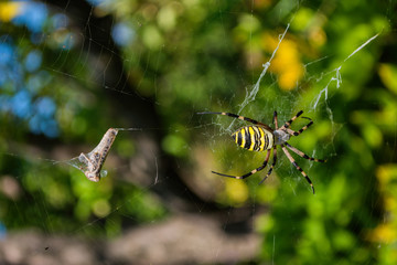 Spider Argiope bruennichi or Wasp-spider. Spider and his victim (grasshopper) on the web. Closeup photo of Wasp spider. Soft selective focus.