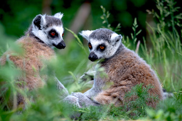 Zwei Katta Lemuren im hohen gr&uuml;nem Gras