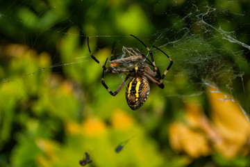 Spider Argiope bruennichi or Wasp-spider. Spider and his victims (grasshoppers) on the web. Closeup photo of Wasp spider. Soft selective focus.