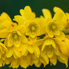 Fototapeta premium Mahonia Blossom