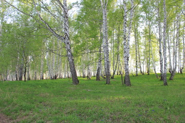 Obraz premium Nature