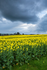 Canola Fields Under Stormy Sky