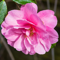 Nodding Camellia