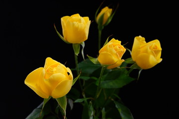 黄色　ミニバラ　ミニ薔薇　ミニばら　イエロー　黒バック　黒背景　マクロ　接写