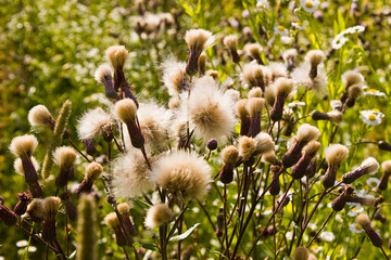 Near the Village of Malakhovo_28