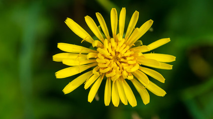 Dandelion Like