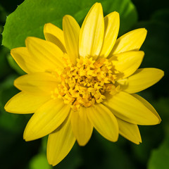 Yellow Osteospermum