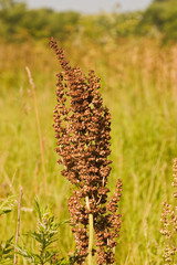 Near the Village of Malakhovo_35