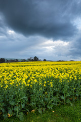 Canola Fields Under Stormy Sky