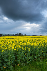 Obraz premium Canola Fields Under Stormy Sky
